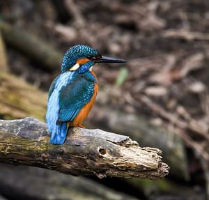 Kingfisher male by Marjolein van Middelkoop