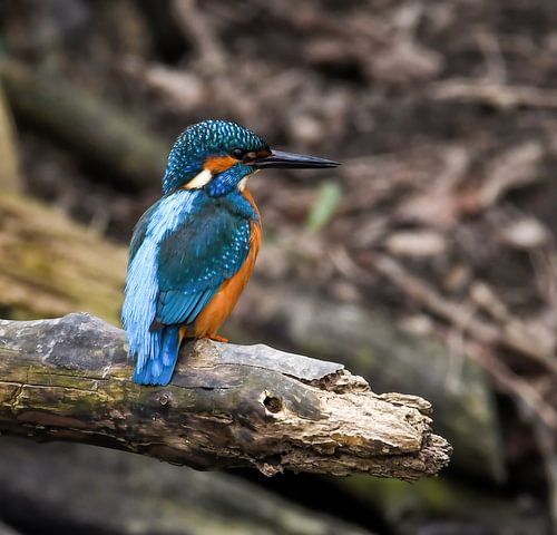 Kingfisher male
