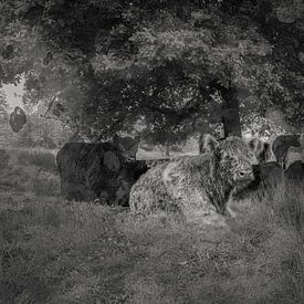 Galloways zoeken verkoeling van Geert Van Baelen