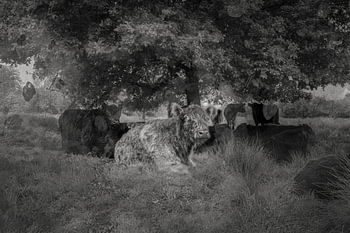 Galloways suchen Erfrischung