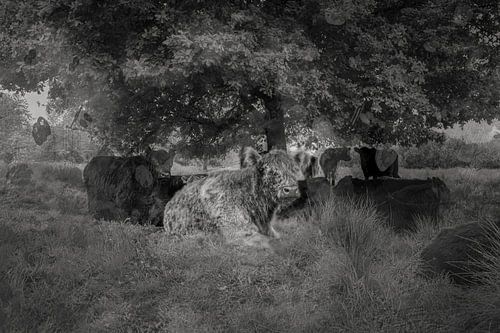 Galloways seek refreshment
