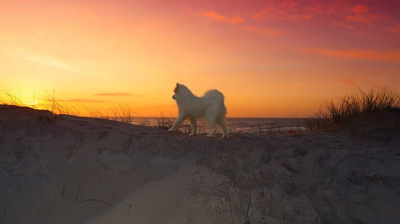 Samoyed by Bo Valentino
