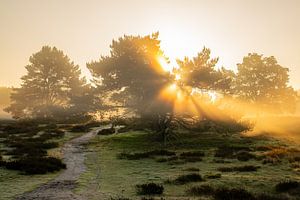 Westruper Heide, Haltern am See, Nordrhein-Westfalen, Deutschland
