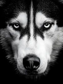 Husky - Intense look in black and white by drdigitaldesign