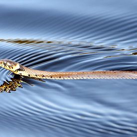 Ringschlange im Wasser von Silvia Nijholt
