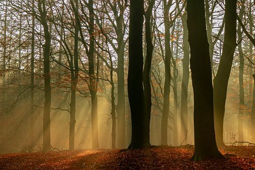 Light show in autumn forest