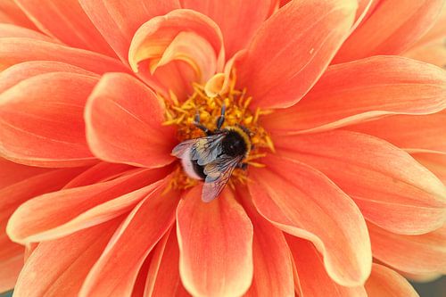 Au cœur du dispositif