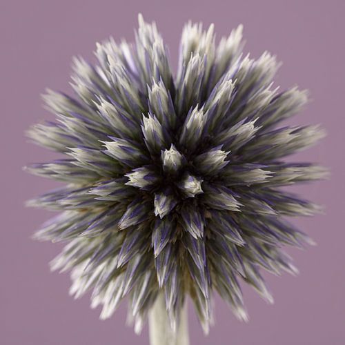 Carré lilas avec chardon boule
