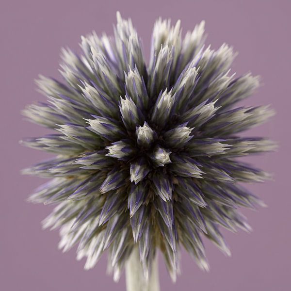 Carré lilas avec chardon boule par Marjolijn van den Berg