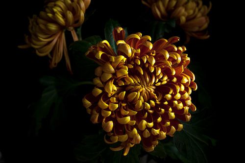 Drie chrysanten.