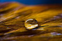 The simplicity of a drop
