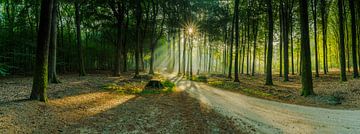 Route sablonneuse à travers une forêt sombre avec des rayons de soleil dans la brume. sur Fotografiecor .nl