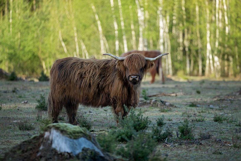 Schotse hooglander koe van gea strucks