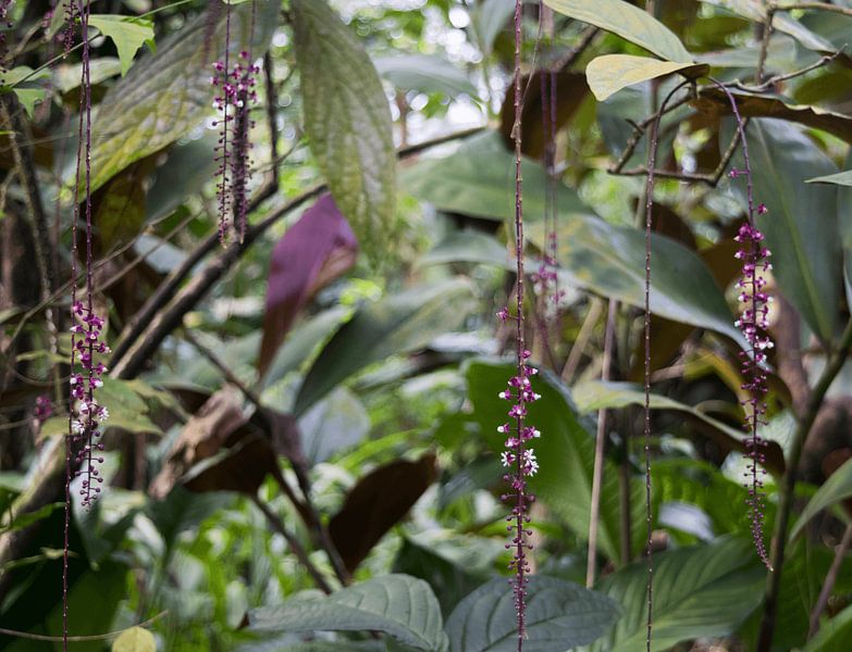 Green with pink plants by Stella Ammerlaan