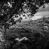 Sprookjes boom in Ierland van Bo Scheeringa Photography