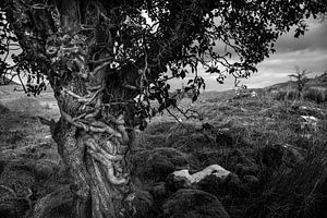 Fairy tale tree in Ireland in black and white