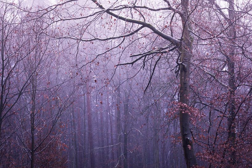 Forest in the fog by Tobias Luxberg