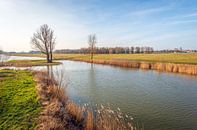 Dutch nature reserve in autumnal colors by Ruud Morijn thumbnail