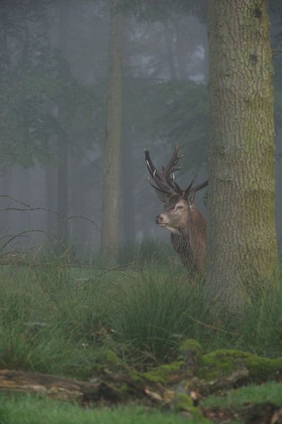 vorsichtige Blicke... Rothirsch *Cervus elaphus* im dunklen Wald von wunderbare Erde