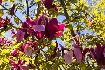 Magnolienblüten van Dagmar Marina