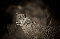 Leopard mit blauen Augen, monochrom, sepia, Samburu, Kenia, Afrika. von Louis en Astrid Drent Fotografie Miniaturansicht