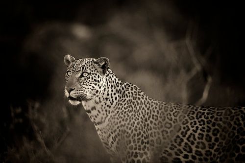 Luipaard met blauwe ogen, monochroom, sepia, Samburu, Kenia, Afrika.