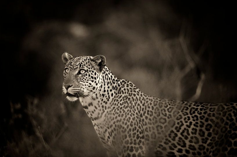 Leopard mit blauen Augen, monochrom, sepia, Samburu, Kenia, Afrika. von Louis en Astrid Drent Fotografie