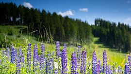 Bergwiese von Guenter Purin