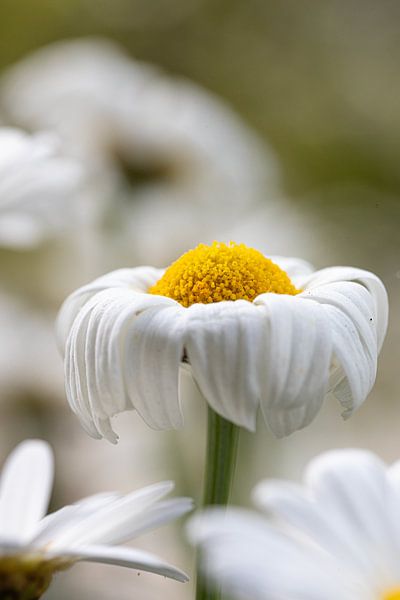 Everything has an end by Jenny Kambeck