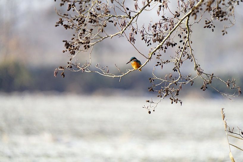 Kingfisher. Profitant du soleil, à une nuit glaciale par Roebie's-Fotografie