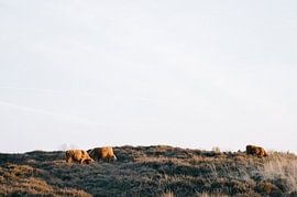 Schotse Hooglanders  van Rob Veldman