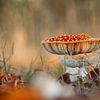 Fliegenpilz im Herbst von Janny Beimers