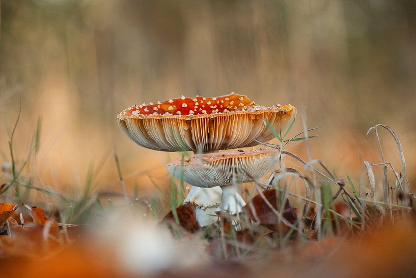 L'amanite tue-mouches en automne par Janny Beimers