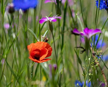 Bouquet de champ avec coquelicot. sur Henk Van Nunen Fotografie