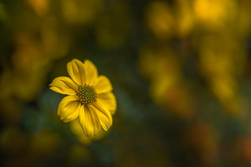Schönheit in Gelb von John van de Gazelle fotografie