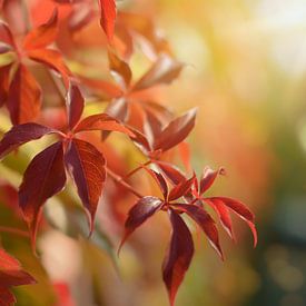 Virginia creeper by zwergl 0611