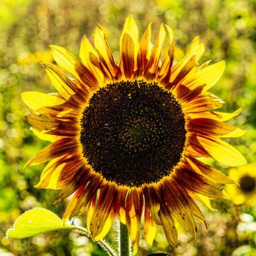 Sonnenblume mit Blütenblattkreis von Dieter Walther