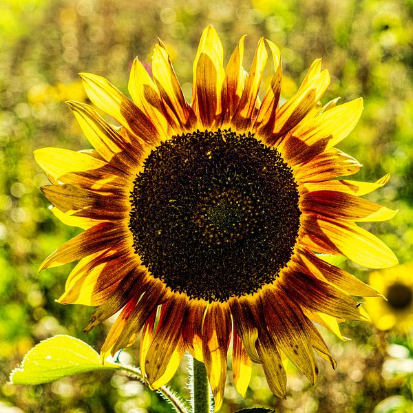 Zonnebloem met bloemblaadjescirkel van Dieter Walther