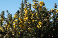 Common gorse on West-Terschelling in the dune area