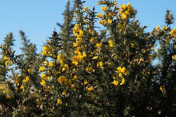 Common gorse on West-Terschelling in the dune area by Maurits Bredius