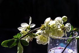 Quittenzweig im Wasserglas