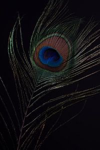 Plume de paon sur fond noir