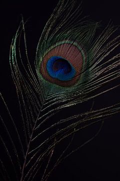 Pauwenveer met zwarte achtergrond van Steven Dijkshoorn