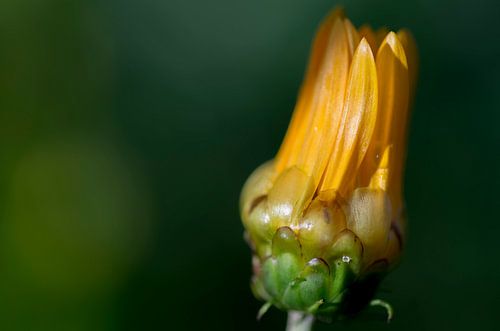 Egg flower