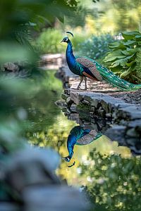 Pfau
