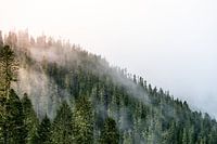 Sun in the fog between the trees