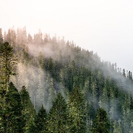 Soleil dans le brouillard entre les arbres sur Rauwworks