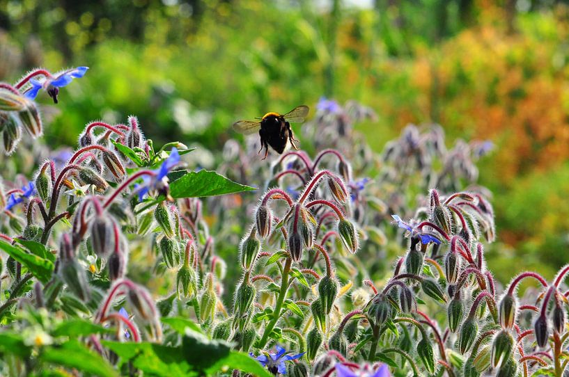 Flyaway 1 van Edgar Schermaul