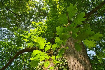 Chêne puissant