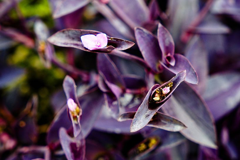 Dezente Blütenpracht inmitten eines Ozeans aus violetten Blättern von Frank Photos